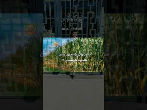 مهرجان قلبي في بحر مالح باللهجه الصعيديه 2020