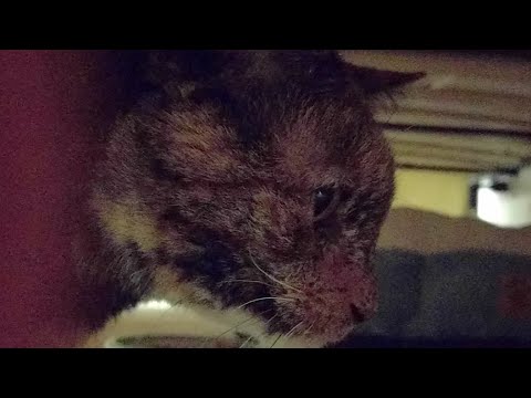 cats inn Kitten Close Up 2017-07-01