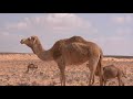أجمل موسيقى للطوارق