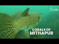 Corals of mithapur  a conservation initiative by wildlife trust of india