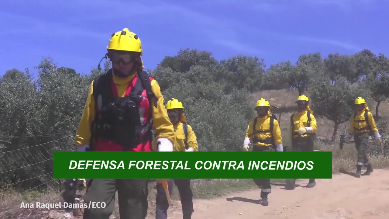 Planificar una plantación forestal