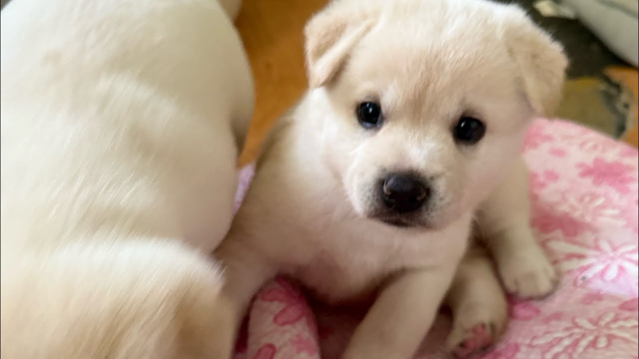 그냥 자는 영상 낑낑을 곁들인 (아기 시절🍼)