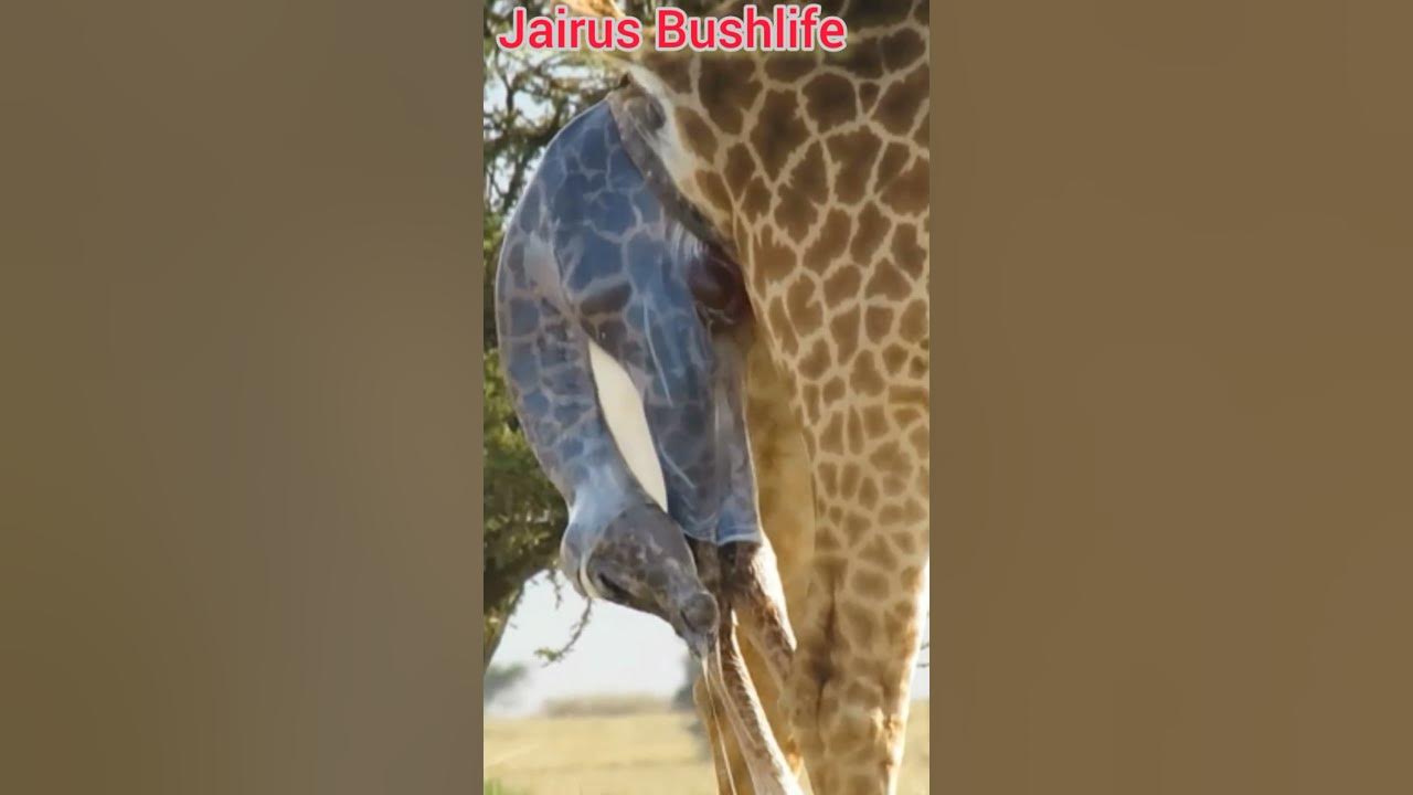 Giraffe gives birth live - YouTube