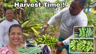 Harvest time ng mga Saging at Gulay   Nagluto ng Sardinas na galunggong