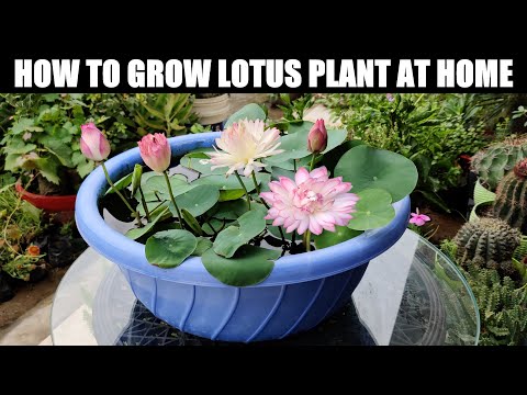 How To Grow Lotus Plant | FULL