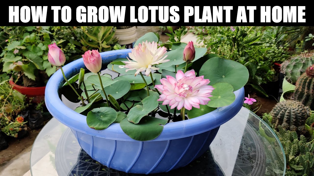 How To Grow Lotus Plant | FULL INFORMATION - YouTube