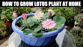 How To Grow Lotus Plant | FULL INFORMATION