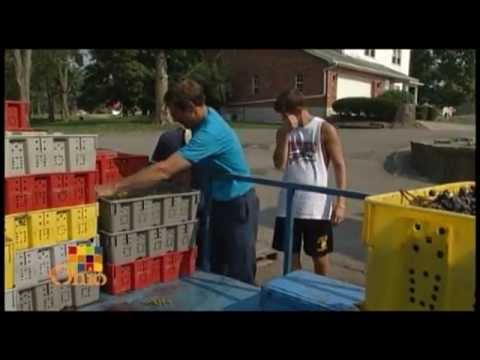 Ohio Grapes - YouTube
