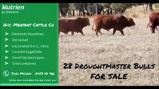 28 Droughtmaster bulls