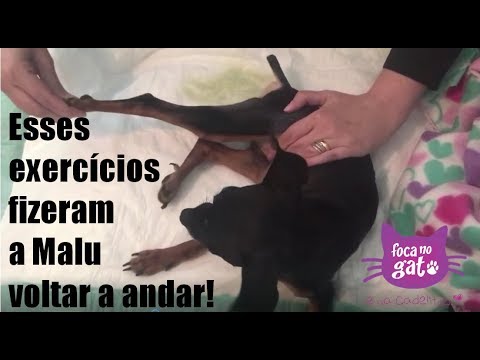 Vídeo: Por que a saúde bucal é tão importante para os cães?