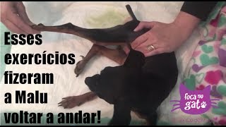 Caninas na causa direita nas perna vértebras problema que dor traseira
