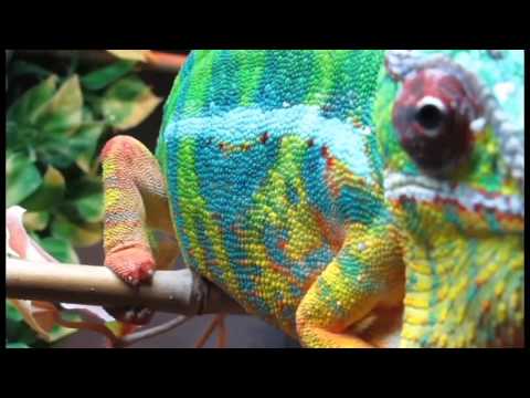 Wideo: Jak Kameleon Zmienia Kolor