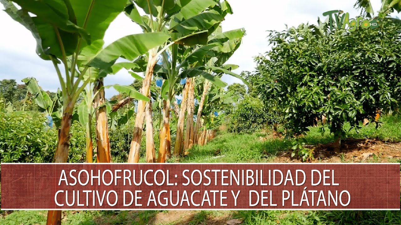 Asohofrucol: Sostenibilidad del cultivo de Aguacate y  del Platano - TvAgro por Juan Gonzalo Angel