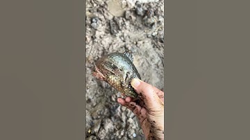 Độc lạ miền tây " Cá Rô lên bờ " #food #amthuc #vairalshort