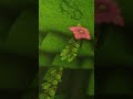 creating a Minecraft moss texture #minecraft #substance3d #minecrafttexturepacks