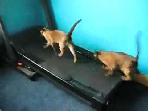 Cats Are Really Awesome ..Cats running on Gym running Machine...OMG ...
