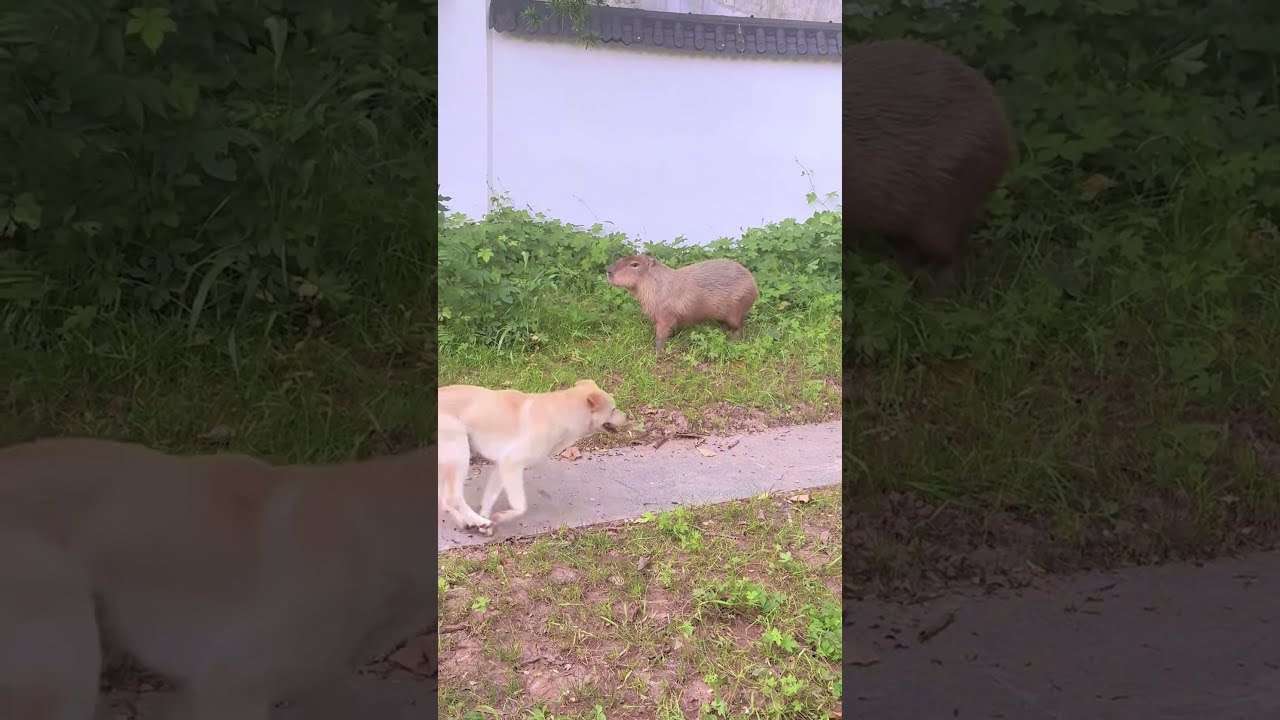 Capybara This Dog Is So Anoyed
