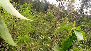 Pikat kutilang garut limbangan jernih alami hutan