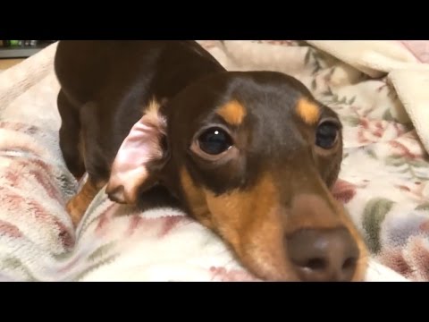 ミニチュアダックスフンド 犬 可愛い顔で必死にマウンティングmounting In Miniature Dachshund Dog Cute Face ミニチュアダックス3姉妹物語 Youtube