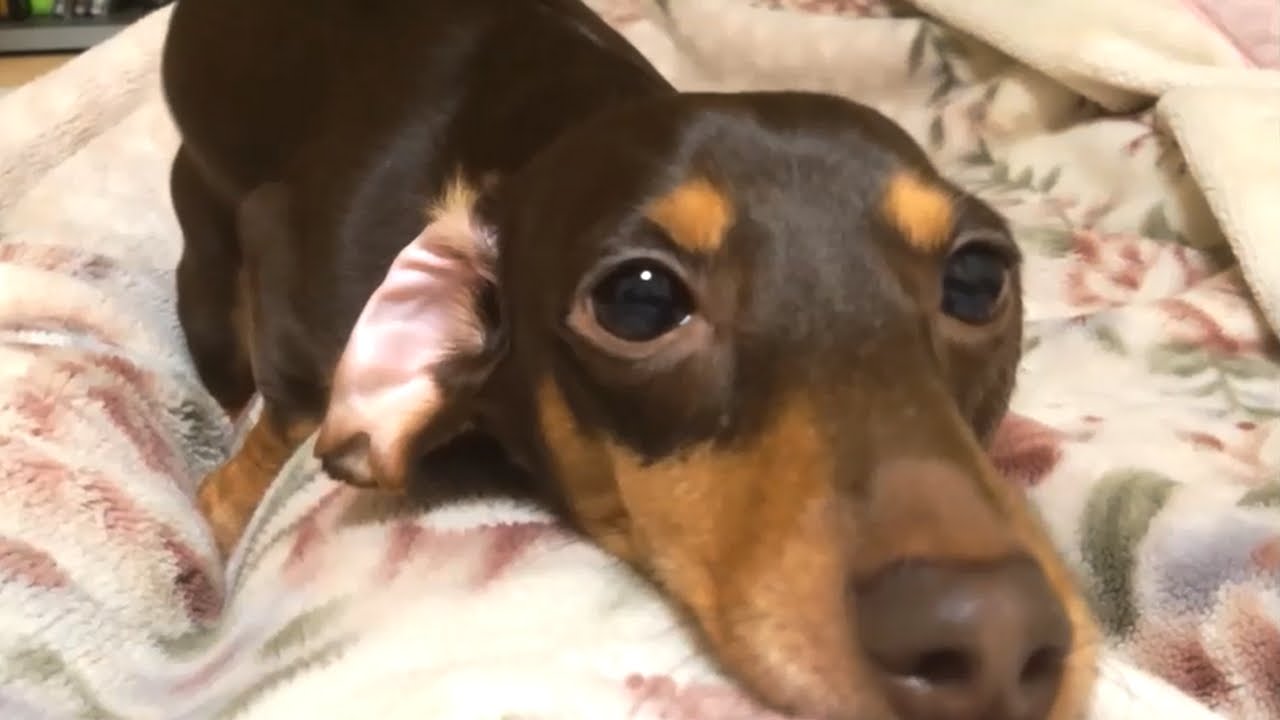 ミニチュアダックスフンド 犬 可愛い顔で必死にマウンティングmounting In Miniature Dachshund Dog Cute Face ミニチュアダックス3姉妹物語 Youtube