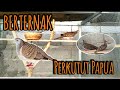 Perkutut Australia Endemik Papua __ WhatsApp 088975028469