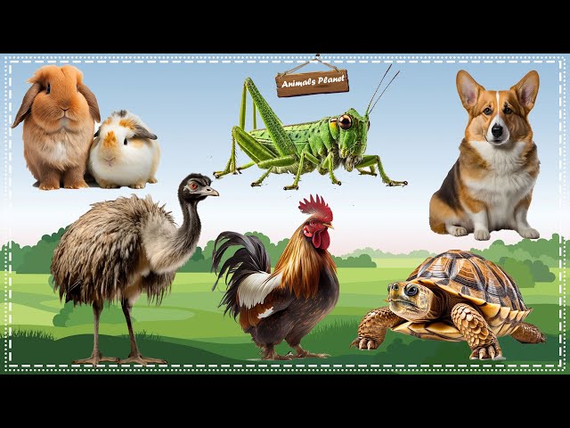 Funny and Adorable Animals Videos: Grasshopper, Rabbit, Dog, Ostrich, Chicken, Turtle class=