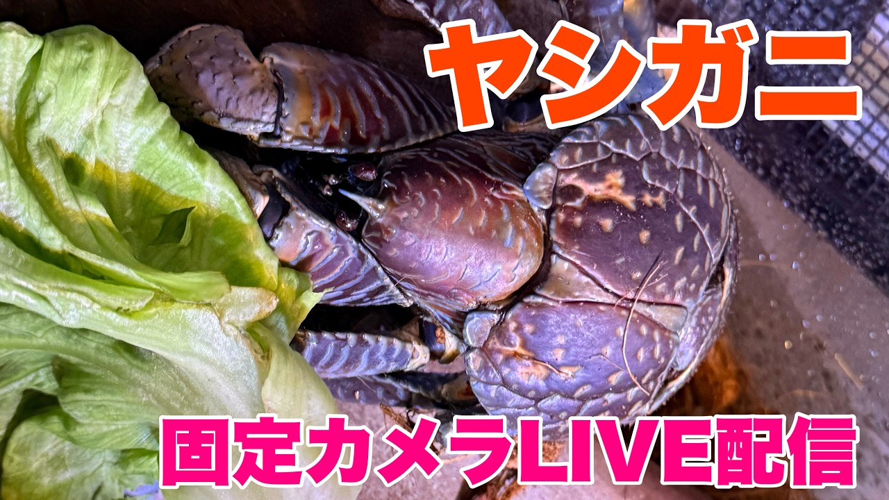ヤシガニ 固定カメラLIVE配信2026.7.7【JJ&ハニー】 - YouTube