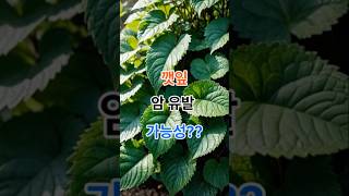 깻잎, 잘못 먹으면 간 수치 오릅니다  #건강 #이슈 #올바른정보 #시니어 #음식 #지식 #건강한중년 #깻잎