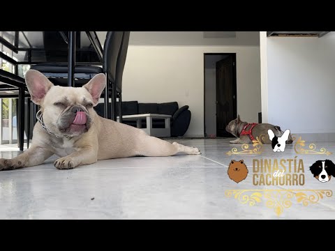 Criadero Bulldog Frances Fluffy - Dinastía Cachorros Medellin