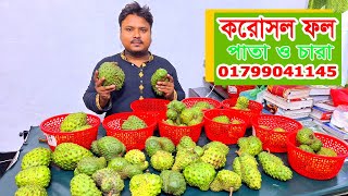 করোসল ফল বা টকআতা ফল কোথায় পাবেন? ক্যা*ন্সা*র প্রতিরোধক ফল |  01799041145  | KrishiBID