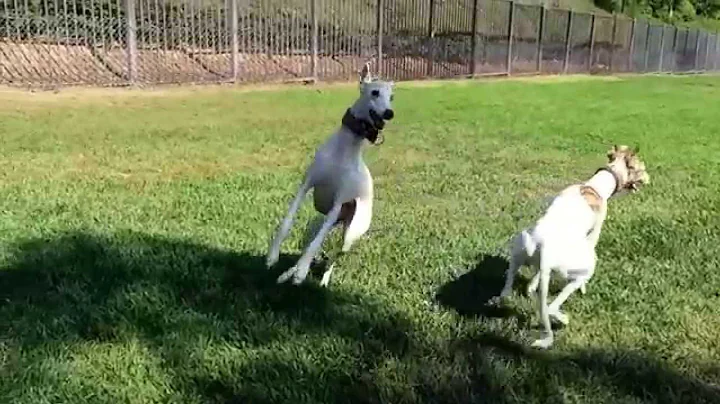 Beans The Whippet Plays at The Dog Park (co starring Ryder The Whippet)