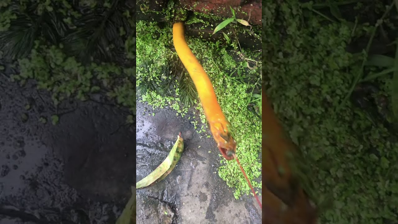 Night Life | Eel fishing | Eel catching |  Eel hunting daily life | 801