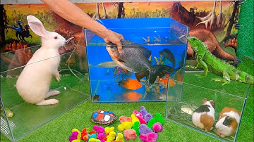 Bắt cá cảnh dễ thương, cá koi, cá rồng, bọ ú, rùa bảy màu, kì nhông xanh #1