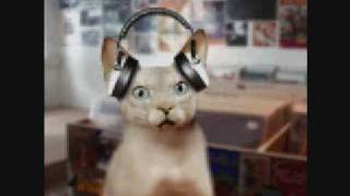 Funny headphone cats