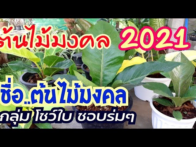 ชื่อ ต้นไม้มงคล ยอดฮิต กลุ่มโชว์ใบสวย 2021/นานาพันธุ์ไม้Byนิตยา - Youtube