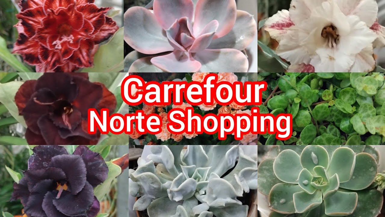 MUITAS PLANTAS NO CARREFOUR NORTE SHOPPING!#viralyoutubevideo #plantas #flores #jardim #suculentas