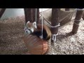 15.12 茶臼山動物園 レッサーパンダのポポ の動画、YouTube動画。