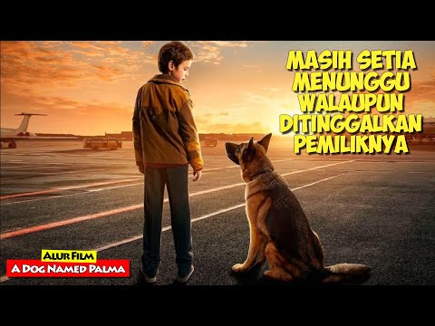 Video: Pasangan mengamalkan anjing terakhir yang ditinggalkan di Shelter, Gembala Jerman yang Kurang Upaya