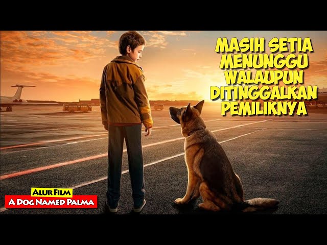 Kisah Kesetiaan Seekor Anjing Yang Menunggu Pemiliknya Datang | Alur Cerita Film A DOG NAMED PALMA class=