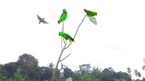 MIKAT SERINDIT DI LOKASI PERSAWAHAN
