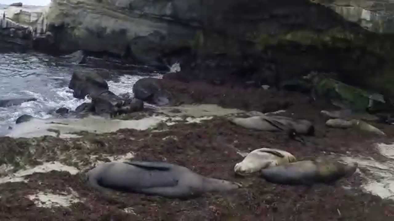 Sea Lions Make Bed of Sea Weed ! Now That's Sleeping ! white shoes