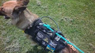 German Shepherd Virtual dog walk forest countryside hike public footpath GSD reactive DOG TV. Mia 49