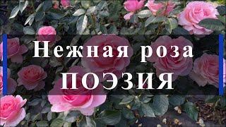 видео: Нежная роза ПОЭЗИЯ. Питомник растений Е. Иващенко картинка: Нежная роза ПОЭЗИЯ. Питомник растений Е. Иващенко