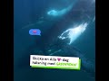 Ge en Alla 💚-dag hälsning med Greenpeace