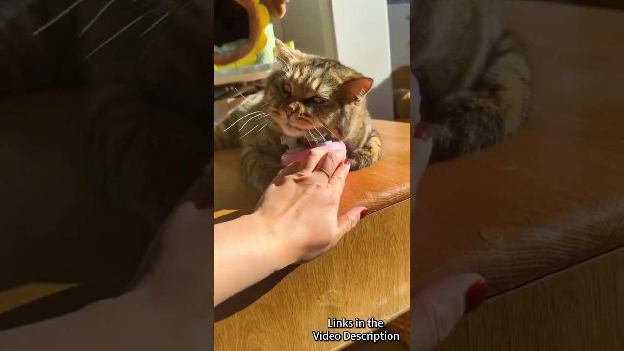 Let Your Pet Enjoy This Moment - Head Massager for Cat