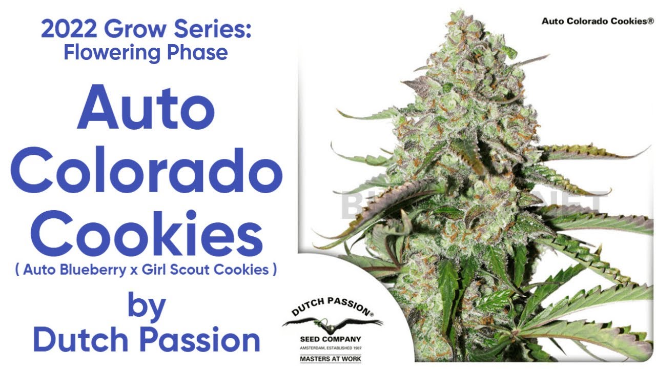 Auto Colorado Cookies - Ep. 4 - Flowering Phase