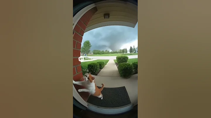 Watch the video about CCTV Captures Cat’s Final Plea Before the Tornado Hit