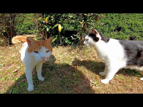 公園にいた黒白猫をナデナデしていたら茶白猫もやって来た
