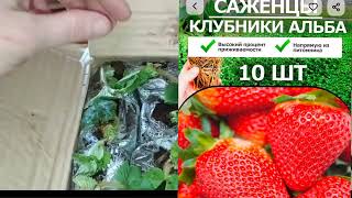 стоит ли покупать саженцы на  Wildberries? коллекция растений пополняется! часть 2