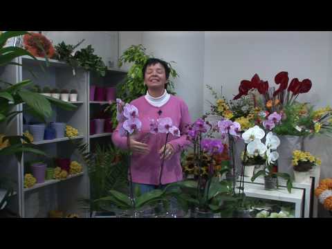 Video: Dendrobium, Wanda, Miltonia, Cymbidum, Základy Chovu Orchidejí V Bytě - 2